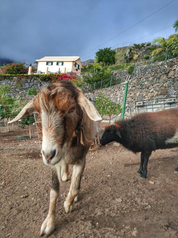 Quinta Terezinha Villa Ribeira Brava Bagian luar foto