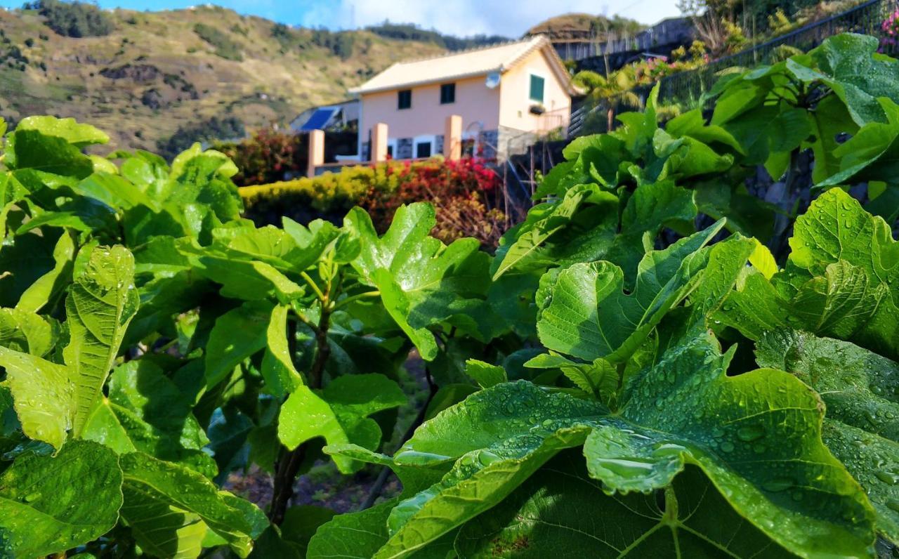 Quinta Terezinha Villa Ribeira Brava Bagian luar foto